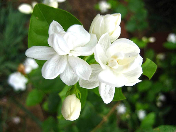 Ý nghĩa các loài hoa màu trắng phổ biến