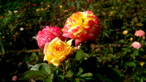 Các loại hoa hồng dễ trồng cho người mới bắt đầu