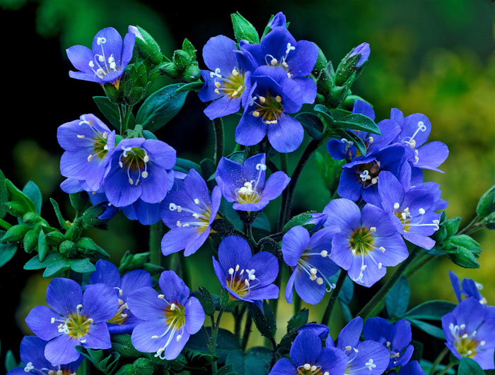 Hoa lưu ly - Loài hoa màu xanh dương đẹp cuốn hút